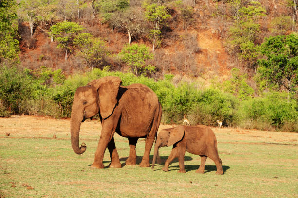 istock African elephant mother  and calf 1155439256