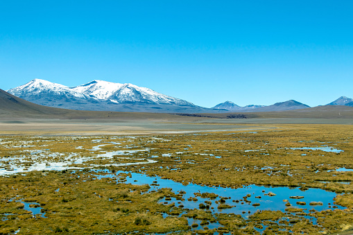 Putana River (Vado Rio Putana) with its wildlife flora and fauna, which includes llamas and vicunas, San Pedro de Atacama, the Atacama Desert, Antofagasta, Chile