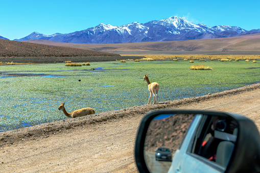 Putana River (Vado Rio Putana) with its wildlife flora and fauna, which includes llamas and vicunas, San Pedro de Atacama, the Atacama Desert, Antofagasta, Chile
