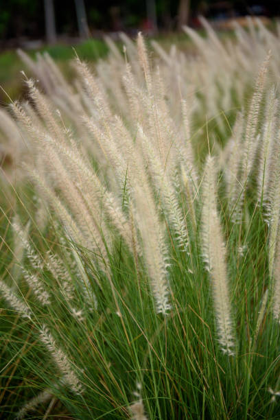istock Large group of cogongrass in the evening 1155440778
