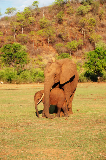 istock African elephant mother  and calf 1155440887
