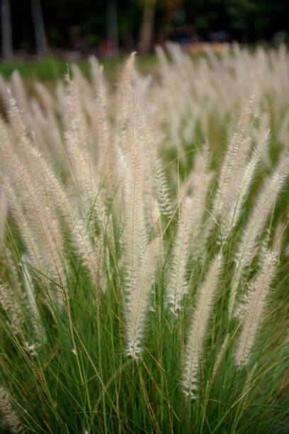 istock Large group of cogongrass in the evening 1155440951