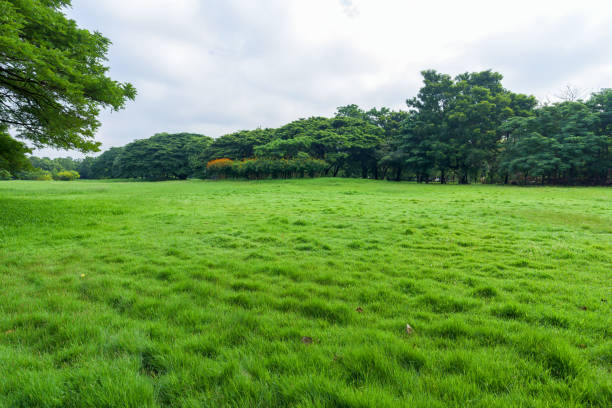 Three leafy trees stand closely together in a vibrant green meadow surrounded by gently rolling hills. The scene captures the richness of spring with its fresh vegetation and soft natural light. A peaceful, pastoral atmosphere defines this rural landscape.