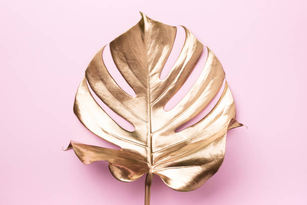 istock Golden tropical monstera leaf on pink background with copy space. Top view. Flat lay. Creative layout. Exotic summer concept in minimal style 1155444106