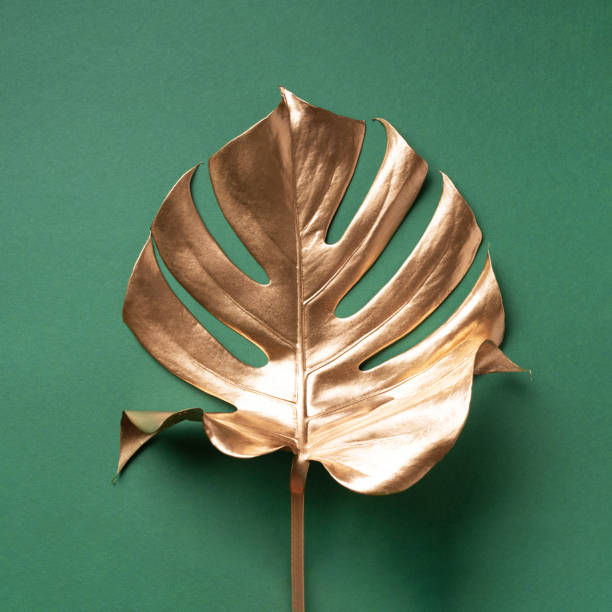Golden tropical monstera leaf on nude background with copy space. Top view. Flat lay. Creative layout. Exotic summer concept in minimal style