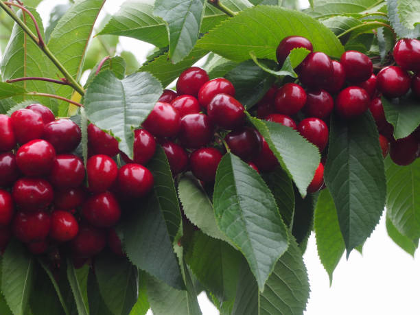 istock Ripe red cherries ready to be eaten 1155444412