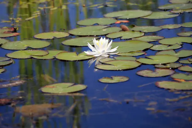 White waterlily on the pond