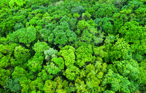 Forest treetops from directly above Tree canopies photographed from directly above in Hong Kong. tropical rainforest canopy stock pictures, royalty-free photos & images