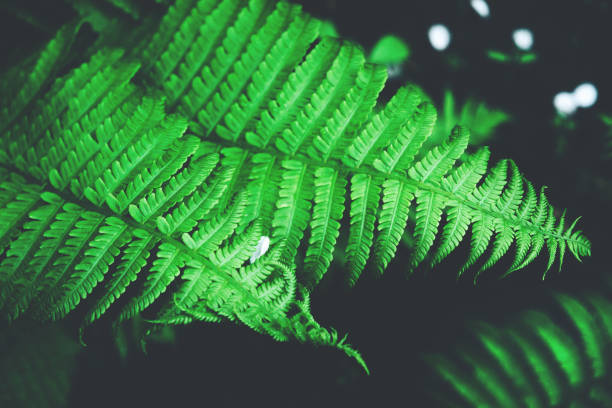 istock Beautiful fresh greenery fern leaves background. 1155446031