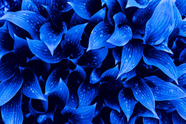 istock Blue (cyan) colored beautiful wet plant leaves with rain drops background. 1155446059