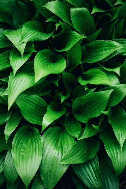 istock Green leaves texture. Tropical leaf background. Banner. Top view 1155446696