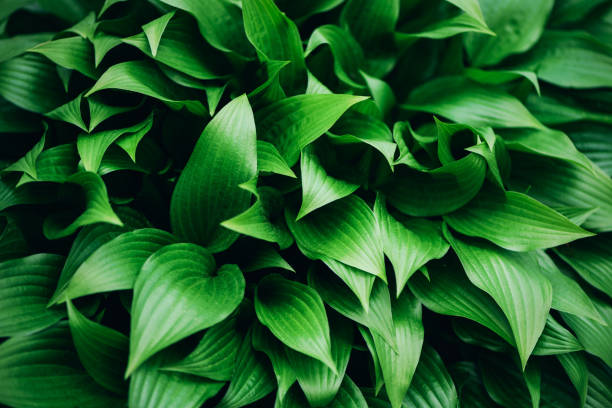 istock Green leaves texture. Tropical leaf background. Banner. Top view 1155446705
