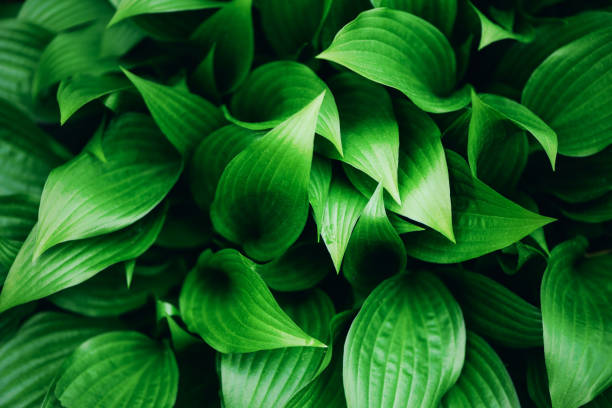 istock Fresh green foliage. Leaves background. Green dynamic backdrop for your design. Tropical leaf texture. 1155446749