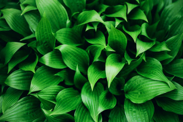 istock Green leaves texture. Tropical leaf background. Banner. Top view 1155446750