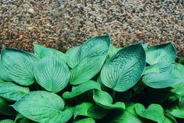 istock Fresh green foliage. Leaves background. Green dynamic backdrop for your design. Tropical leaf texture. 1155446765