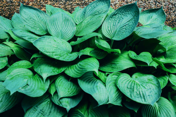 istock Nature concept. Top view. Green leaves texture. Tropical leaf background. 1155446772
