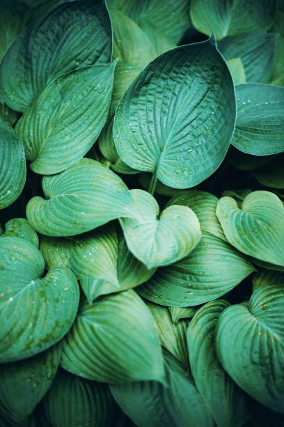 istock Fresh green foliage. Leaves background. Green dynamic backdrop for your design. Tropical leaf texture. 1155446775