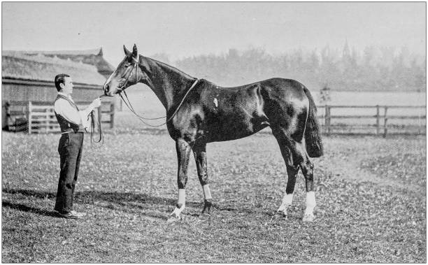 istock Antique vintage black and white photo: Racing horse 1155446907