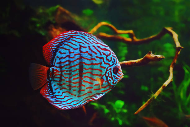 Discus fish in aquarium, tropical fish. Symphysodon discus from Amazon river. Blue diamond, snakeskin, red turquoise Discus fish in aquarium, tropical fish. Symphysodon discus from Amazon river. Blue diamond, snakeskin, red turquoise colors discus fish symphysodon stock pictures, royalty-free photos & images