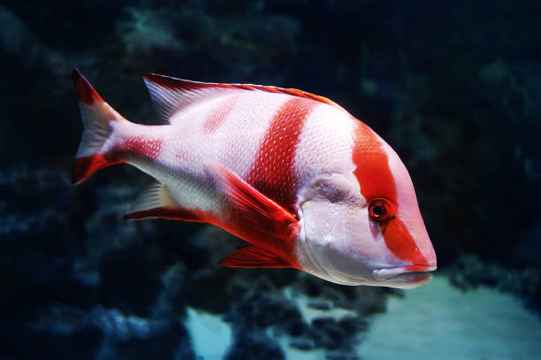 rosso imperatore snapper primo piano in acquario su sfondo blu scuro - fish catch of fish seafood red snapper foto e immagini stock