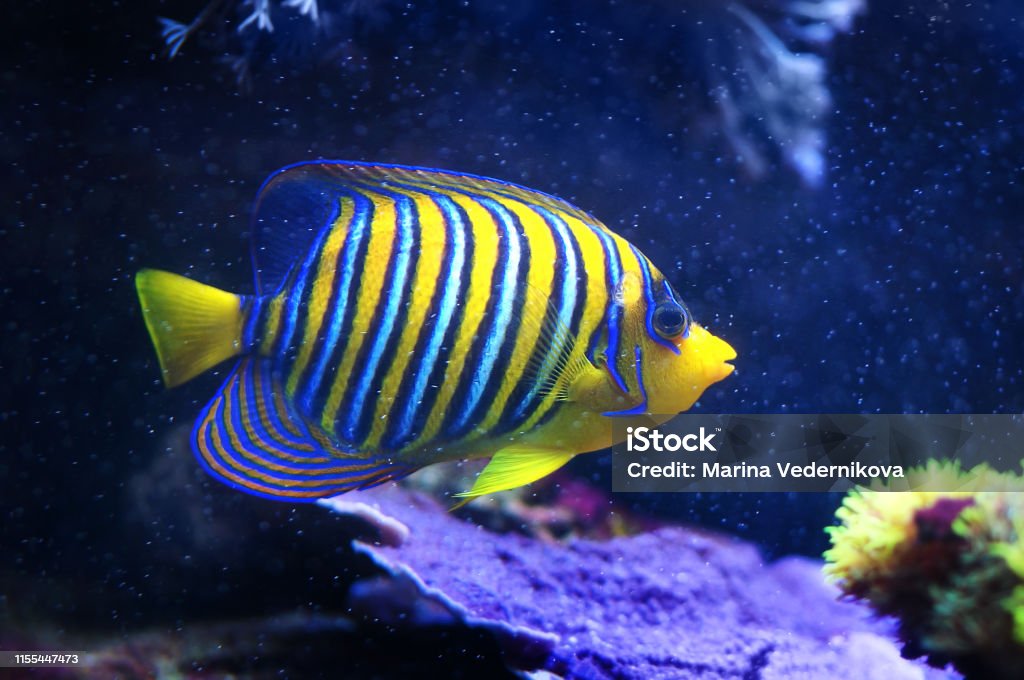 Regal Angelfish, Pygoplites diacanthus, a saltwater angelfish from the Indo-Pacific and Red Sea Fish Stock Photo