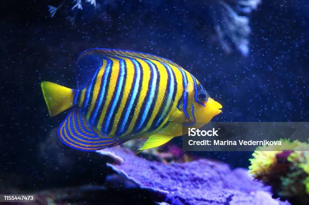 Regal Angelfish Pygoplites Diacanthus A Saltwater Angelfish From The Indopacific And Red Sea Stock Photo - Download Image Now