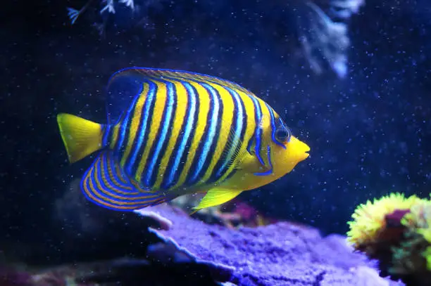 Regal Angelfish, Pygoplites diacanthus, a saltwater angelfish from the Indo-Pacific and Red Sea