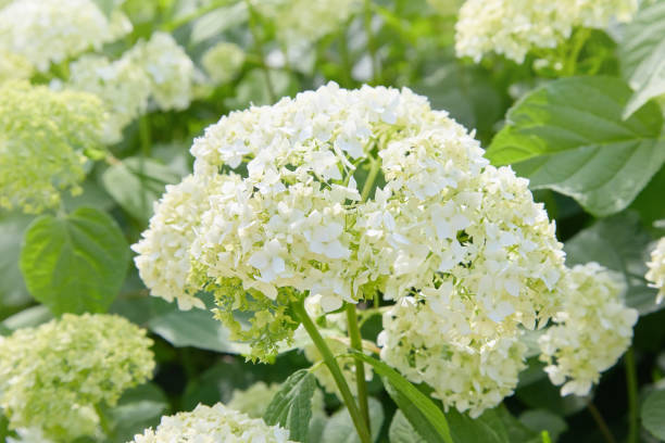 istock Flowers of White Hydrangea arborescens Annabelle 1155447679