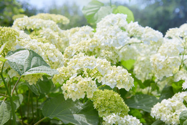 istock Flowers of White Hydrangea arborescens Annabelle 1155447697