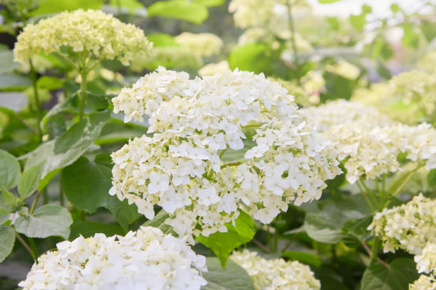 istock Flowers of White Hydrangea arborescens Annabelle 1155447716