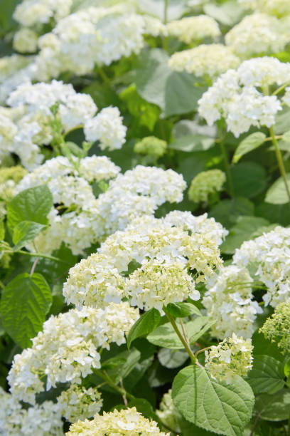 istock Flowers of White Hydrangea arborescens Annabelle 1155447730