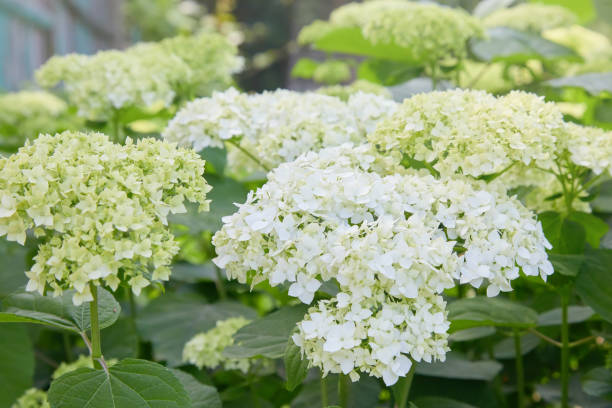 istock Flowers of White Hydrangea arborescens Annabelle 1155447743