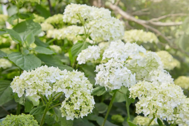 istock Flowers of White Hydrangea arborescens Annabelle 1155447758