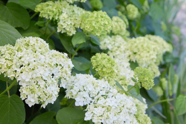 istock Flowers of White Hydrangea arborescens Annabelle 1155447791