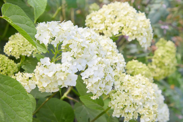 istock Flowers of White Hydrangea arborescens Annabelle 1155447812
