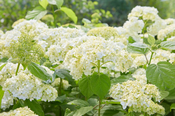 Flowers of White Hydrangea arborescens Annabelle
