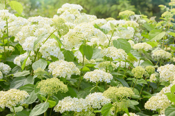 istock Flowers of White Hydrangea arborescens Annabelle 1155447875