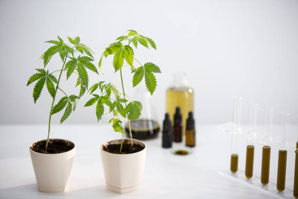 istock Glass tubes with CBD and potted marijuana plant. 1155447919