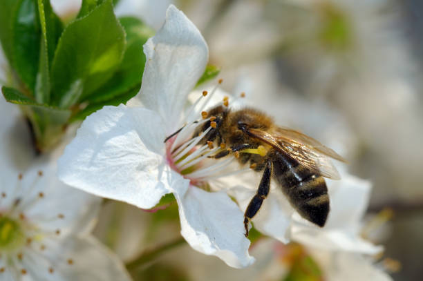 istock Honey bee (Apis mellifera) collecting pollen, 1155447993