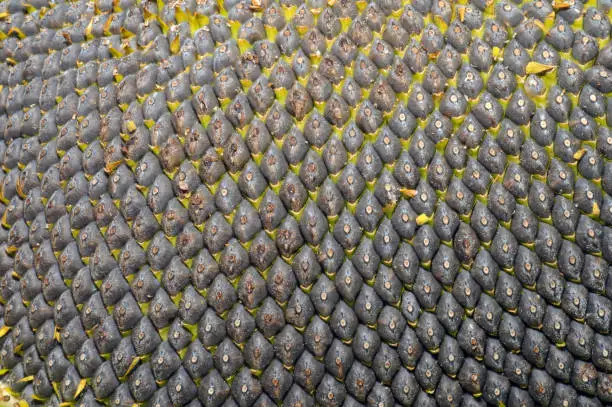 Close up of seeds on seed-head Sunflower (Helianthus annuus) Sunflower (Helianthus annuus)