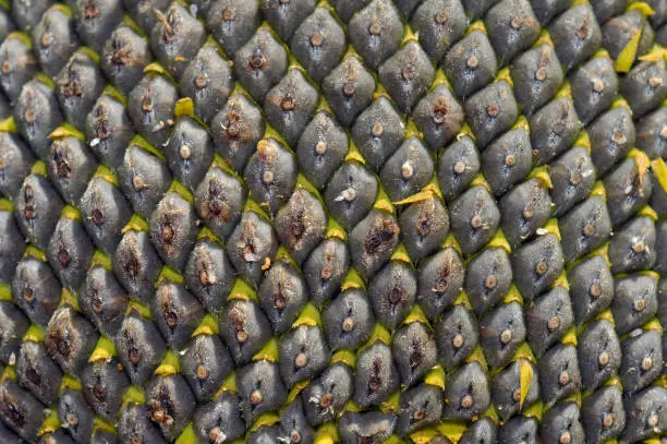 Close up of seeds on seed-head Sunflower (Helianthus annuus) Sunflower (Helianthus annuus)