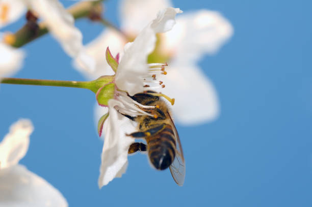 istock Honey bee (Apis mellifera) collecting pollen on blue sky background 1155448105