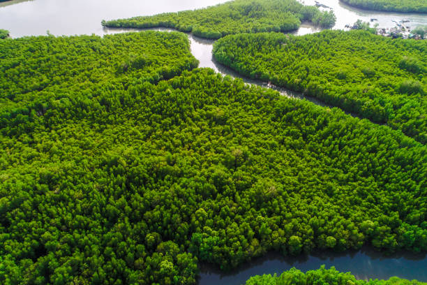 istock Aerial view lanscape of mangrove tropical forest river 1155448480