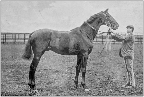 istock Antique vintage black and white photo: Racing horse 1155448537