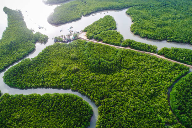 istock Aerial view lanscape of mangrove tropical forest river 1155449256