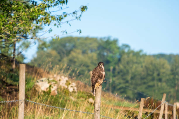 buzzard sits on a fence post and looks towards the camera - eurasian buzzard imagens e fotografias de stock