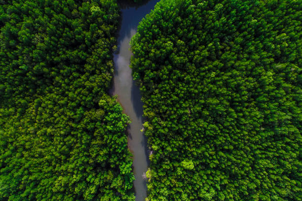 istock Aerial view lanscape of mangrove tropical forest river 1155449503