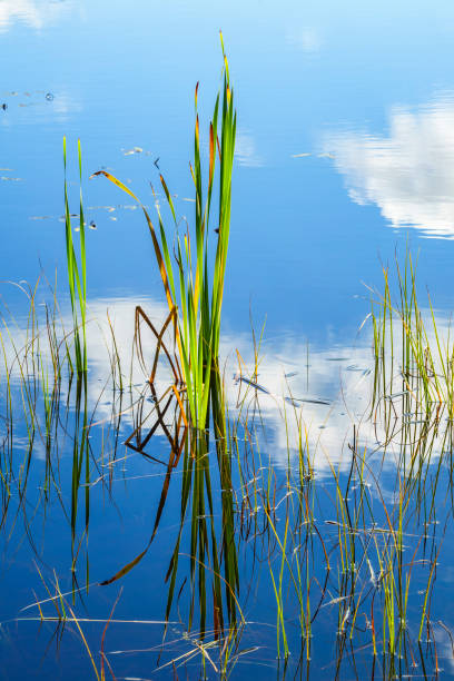 istock Blade of grass in water with reflections 1155449689