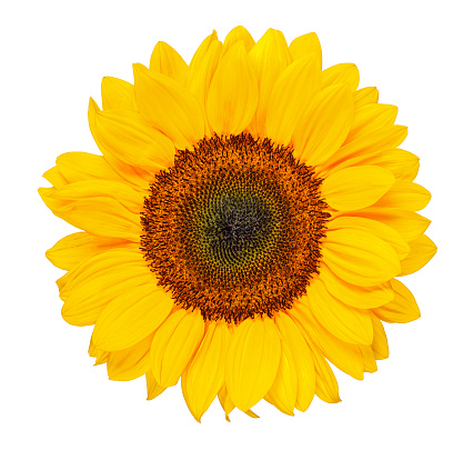 sunflower head isolated on white