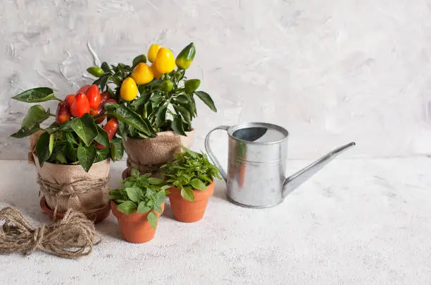 Photo of Decorative pepper and Basil in pots. Houseplant. Small home garden